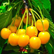 Саджанець Черешня Дрогана жовта